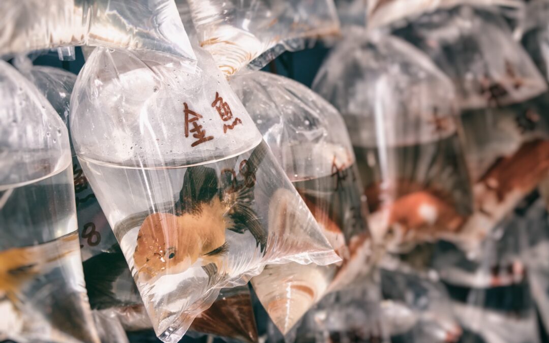 Why China has Canada spooked about the world’s plastic waste crisis